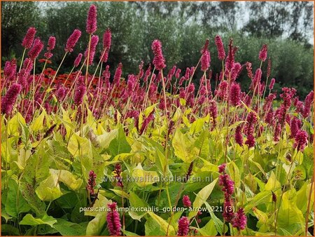 Persicaria amplexicaulis 'Golden Arrow'
