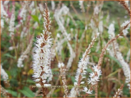 Persicaria amplexicaulis 'White Eastfield'