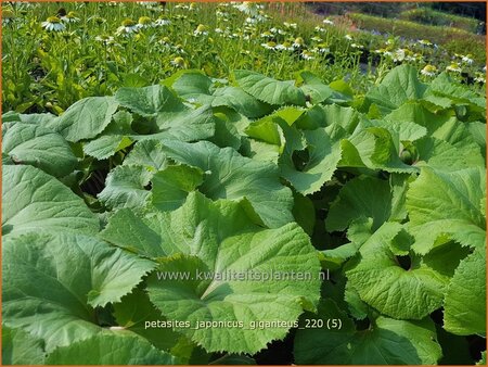 Petasites japonicus 'Giganteus'