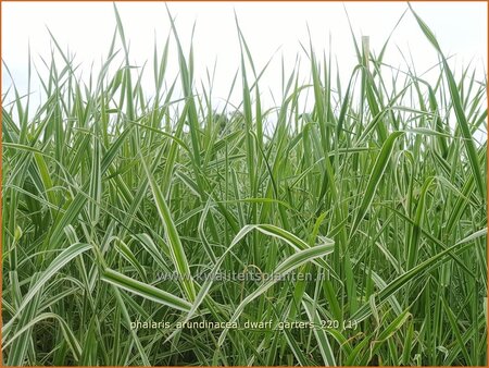 Phalaris arundinacea &#39;Dwarf Garters&#39;