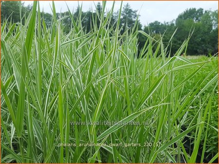 Phalaris arundinacea &#39;Dwarf Garters&#39;