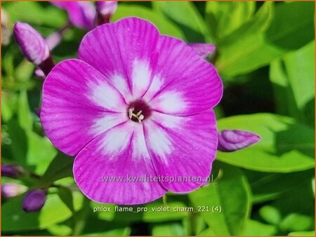 Phlox &#39;Flame Pro Violet Charm&#39;