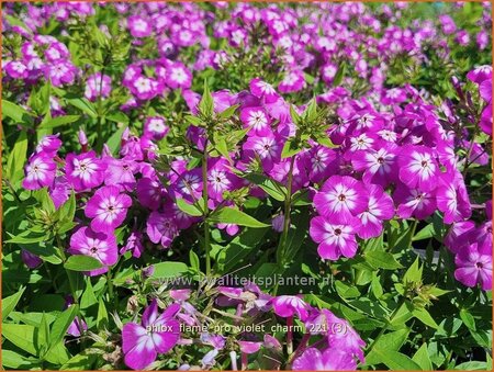 Phlox &#39;Flame Pro Violet Charm&#39;