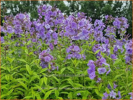 Phlox 'Sweet Summer Ocean'