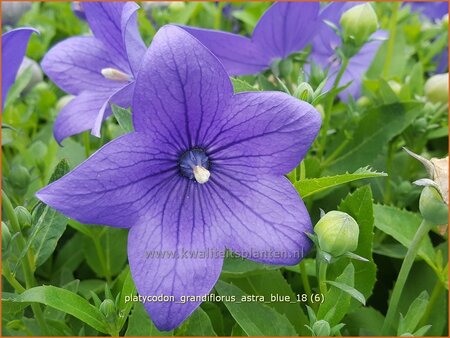 Platycodon grandiflorus 'Astra Blue'