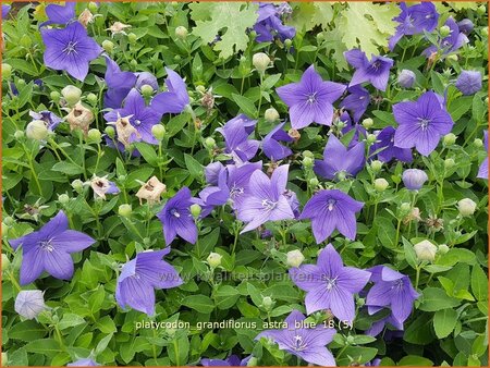 Platycodon grandiflorus &#39;Astra Blue&#39;