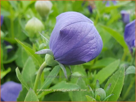 Platycodon grandiflorus &#39;Astra Blue&#39;