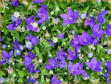 Platycodon grandiflorus &#39;Astra Blue&#39;