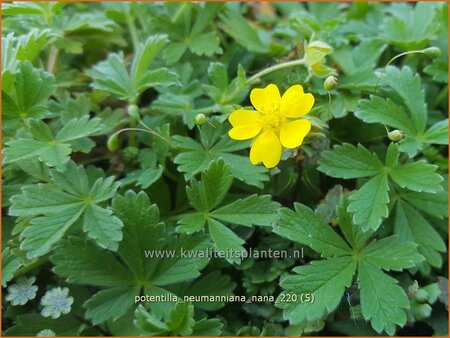Potentilla neumanniana 'Nana'