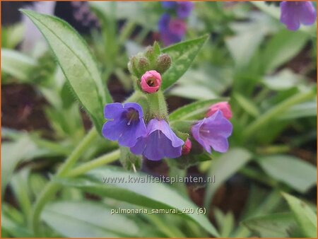 Pulmonaria &#39;Samurai&#39;