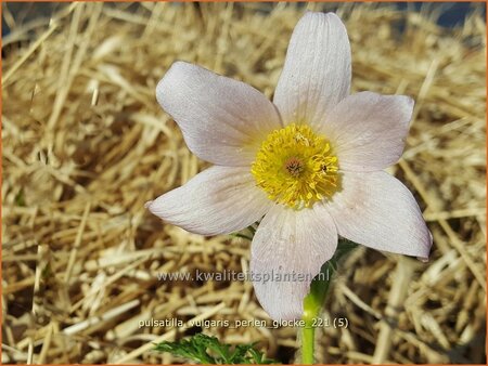 Pulsatilla vulgaris 'Perlen Glocke'