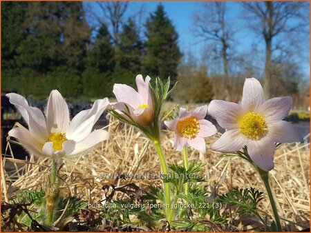 Pulsatilla vulgaris 'Perlen Glocke'