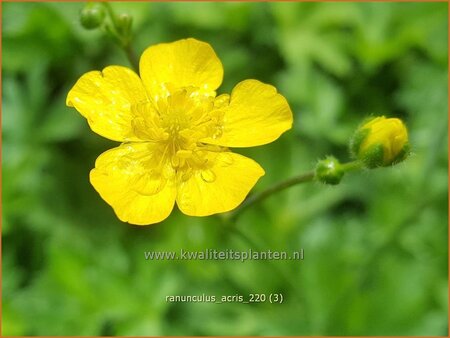 Ranunculus acris