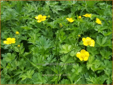Ranunculus acris