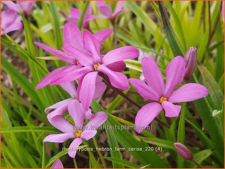 Rhodohypoxis &#39;Hebron Farm Cerise&#39;