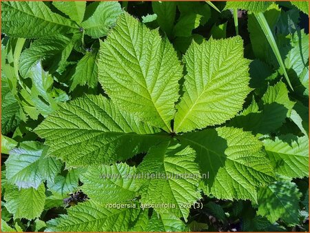 Rodgersia aesculifolia