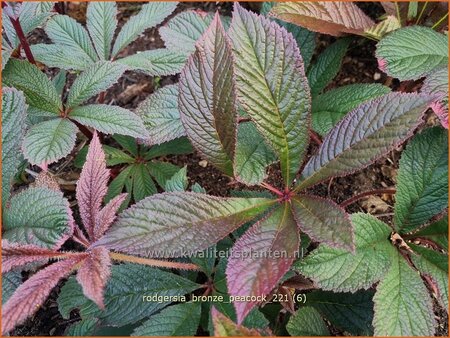 Rodgersia 'Bronze Peacock'