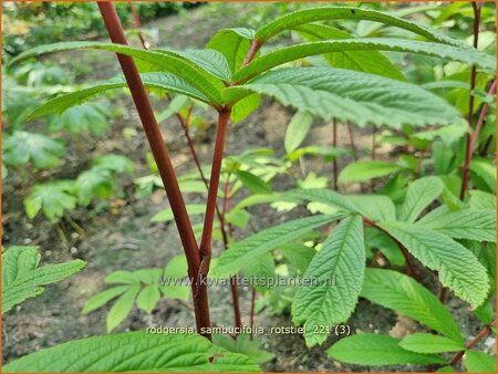 Rodgersia sambucifolia 'Rotstiel'