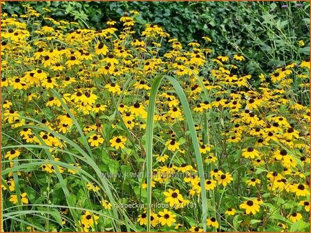 Rudbeckia triloba