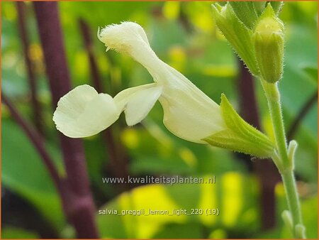 Salvia greggii 'Lemon Light'