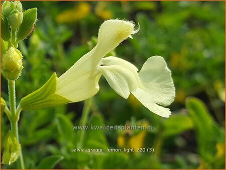 Salvia greggii 'Lemon Light'