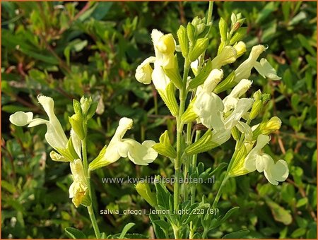 Salvia greggii 'Lemon Light'