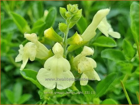 Salvia greggii 'Lemon Light'