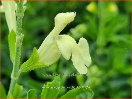 Salvia greggii 'Lemon Light'