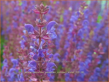 Salvia nemorosa &#39;Sensation Compact Violet&#39;