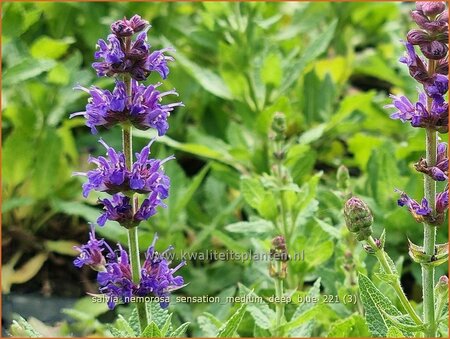 Salvia nemorosa &#39;Sensation Medium Deep Blue&#39;