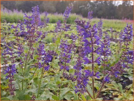 Salvia nemorosa &#39;Viola Klose&#39;