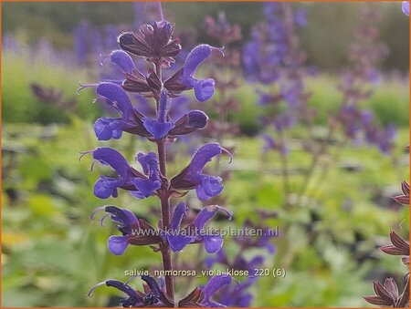 Salvia nemorosa 'Viola Klose'