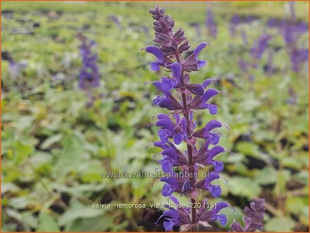 Salvia nemorosa &#39;Viola Klose&#39;