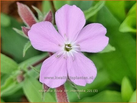 Saponaria sicula var. intermedia