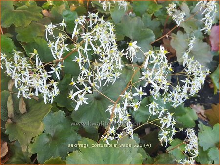 Saxifraga cortusifolia &#39;Wada&#39;