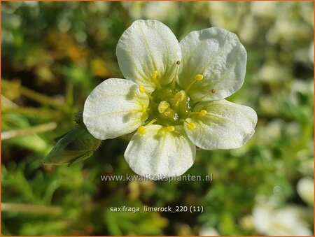 Saxifraga &#39;Limerock&#39;