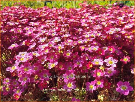 Saxifraga &#39;Marto Hot Rose&#39;