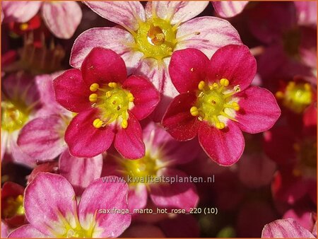 Saxifraga &#39;Marto Hot Rose&#39;