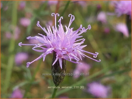 Serratula seoanei