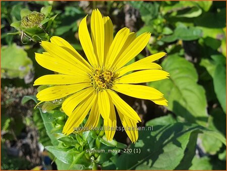 Silphium &#39;Maya&#39;