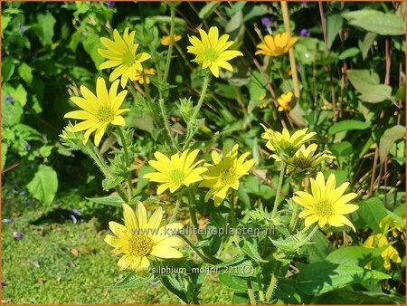 Silphium mohrii