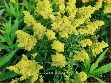 Solidago &#39;Little Lemon&#39;