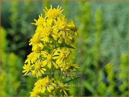 Solidago roanensis