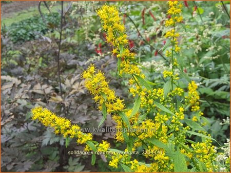 Solidago virgaurea &#39;Variegata&#39;