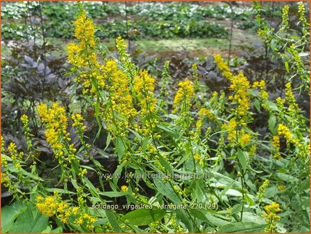 Solidago virgaurea &#39;Variegata&#39;