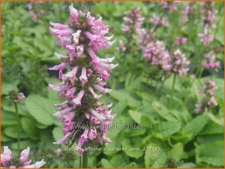 Stachys officinalis &#39;Saharan Pink&#39;