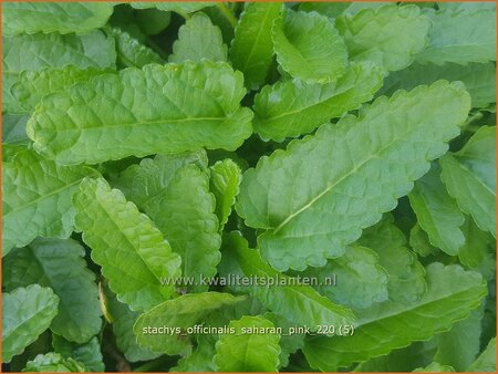 Stachys officinalis &#39;Saharan Pink&#39;