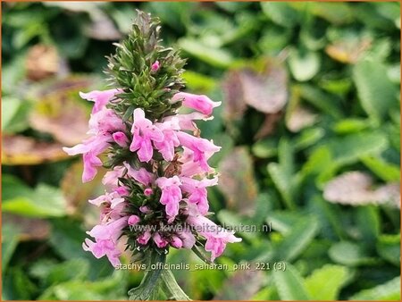 Stachys officinalis &#39;Saharan Pink&#39;