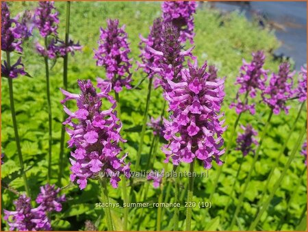 Stachys &#39;Summer Romance&#39;