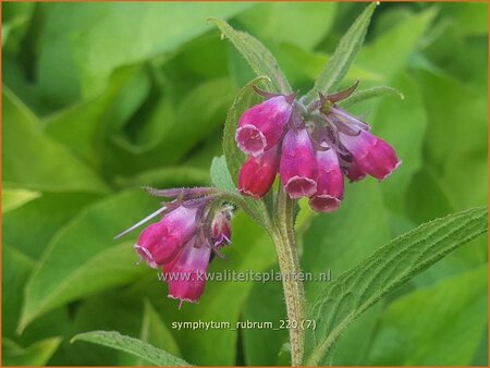 Symphytum rubrum
